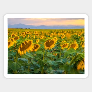 Sunflowers Sticker